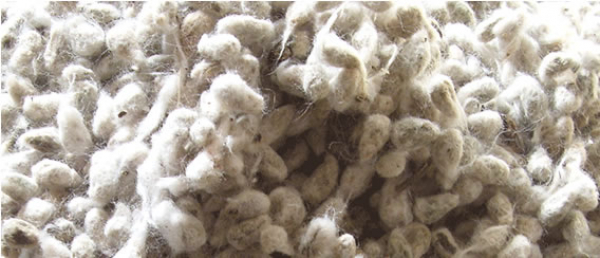 Semilla de algodón